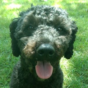 Meet your Posher, Molly